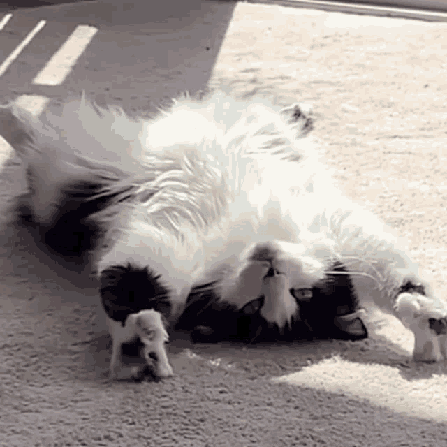 Cat Cats GIF - Cat Cats Lazy - GIF を見つけて共有する
