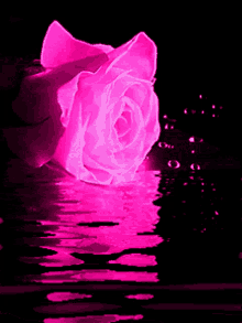 tranquility flower rose water reflection