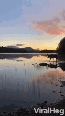 Moose Sunset GIF - Moose Sunset Appalachian Trail GIFs