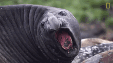 Yawn National Geographic GIF - Yawn National Geographic Up Close With King Penguins And Elephant Seals GIFs