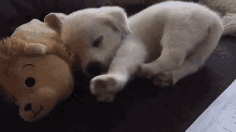 Doggo Sleepy GIF - Doggo Sleepy Cute - Discover & Share GIFs