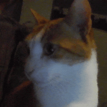 a close up of a cat 's face with a blurry background