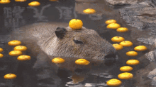 Capybara Spa GIF - Capybara Spa Orange GIFs