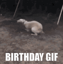 Happy Birthday Excited GIF - Happy Birthday Excited Dog GIFs