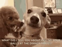 two dogs are standing next to each other and one of them is licking the other 's balls .