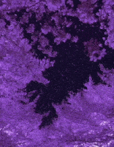 purple flowers are falling from a tree in the dark