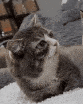 a cat is laying on a blanket on a couch and looking up at the camera .