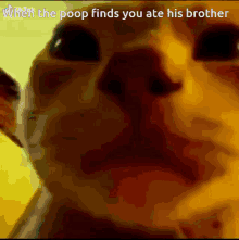 When The Poop Finds You Ate His Brother Car GIF