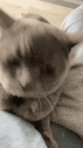 Cat Leo GIF - Cat Leo Massage GIFs