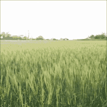 바람 살랑 경치 풍경 갈대 풀 흔들 GIF - Grass Waving Wind GIFs