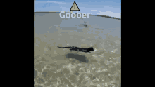 Goober Cat GIF - Goober Cat Swim GIFs