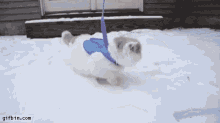 Cat What Is This GIF - Cat What Is This Scared GIFs
