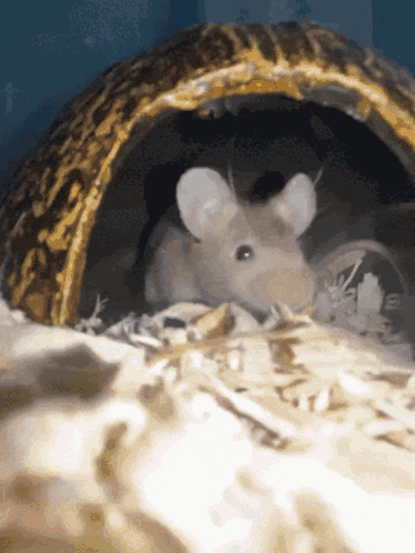 GIF
