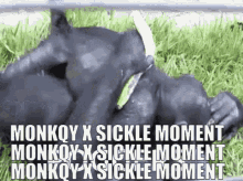Monkqy Skywar GIF - Monkqy Skywar Sickle GIFs