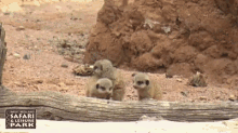 Meerkat Babies GIF - Meerkat Babies GIFs