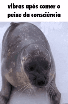 a seal is looking at the camera with the words vibras após comer o peixe da consciência above it .