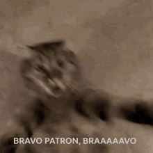 Clapping Cat Happy Cat GIF - Clapping Cat Happy Cat Cat GIFs