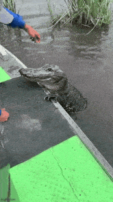 Crocodile Alligator GIF - Crocodile Alligator Gator GIFs