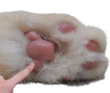 GIF