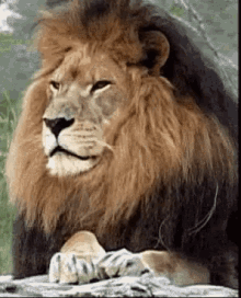What Are You Talking About Lions GIF - What Are You Talking About Lions Wild Animals GIFs