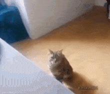 Cat Gato GIF - Cat Gato Desmayo GIFs
