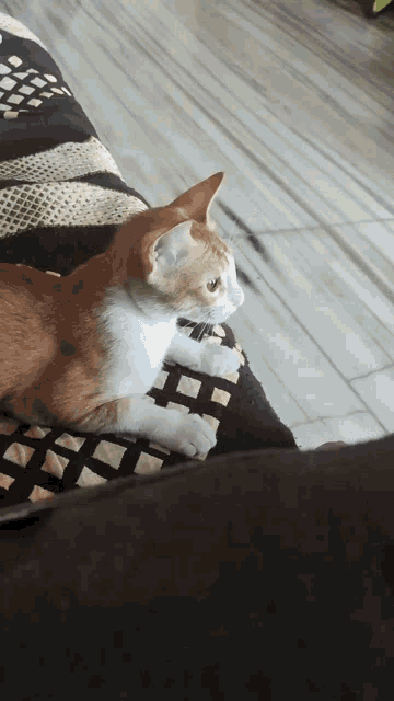 Cat Surprise GIF - Cat Surprise What - Discover & Share GIFs