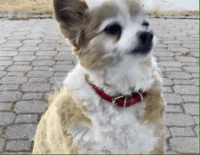 Ollie Dog GIF - Ollie Dog Bark GIFs