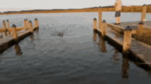 Rubyswim Dock GIF - Rubyswim Dock GIFs
