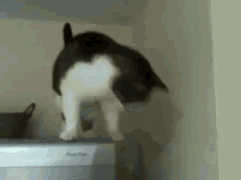 Genius Cat GIF - Cats Amazing Wtf GIFs