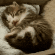 Kitty Cat Meow GIF - Kitty Cat Cat Kitty GIFs