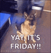 Friday Dogs GIF - Friday Dogs GIFs