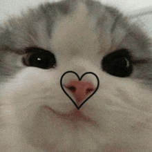 a close up of a cat 's face with a heart on its nose