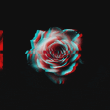 a red and blue rose is surrounded by a black background