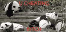 Cheating Cheater GIF - Cheating Cheater Bitch GIFs