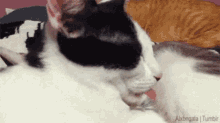 Whatcha Doing There? GIF - Cats Cattongue Tongueout GIFs