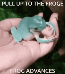 Frogy Froge GIF - Frogy Froge Froge Advances GIFs