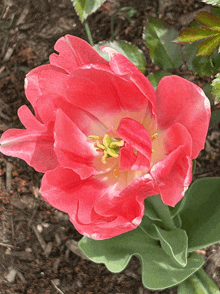 a pink flower with a yellow center is in the dirt