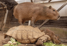 a capybara stands on top of a turtle