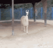 Llama Cold GIF