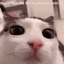 Matthew Cat GIF