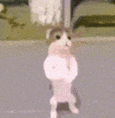 Meme Dancing Cat GIF - Meme Dancing Cat Cat GIFs