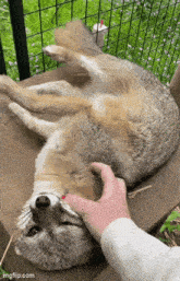a person is petting a fox laying on its back