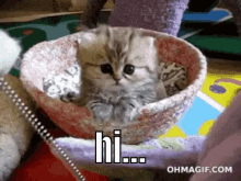 Hello Cat GIF - Hello Cat Hi GIFs