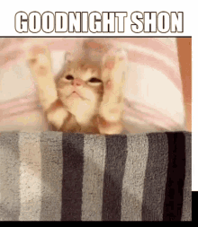 Goodnight Shon Shon GIF