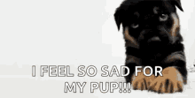 Dogs I Feel So Sad GIF - Dogs I Feel So Sad For My Pup GIFs