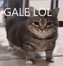 Galen Funny Man Galen GIF - Galen Funny Man Galen Galen Cat GIFs