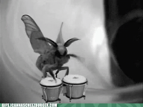 Moth Bongos GIF - Moth Bongos Music GIFs