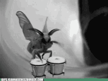 Moth Bongos GIF - Moth Bongos Music GIFs