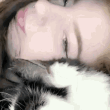 Cat Makeup GIF - Cat Makeup Cuddly GIFs