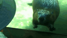 New Friends GIF - Animals Beaver Baby GIFs